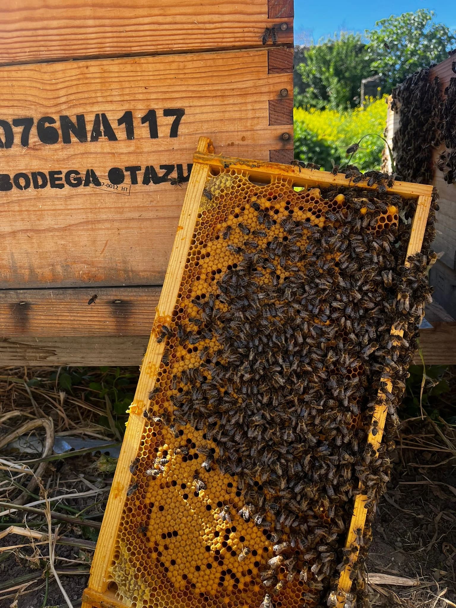 Abejas silvestres