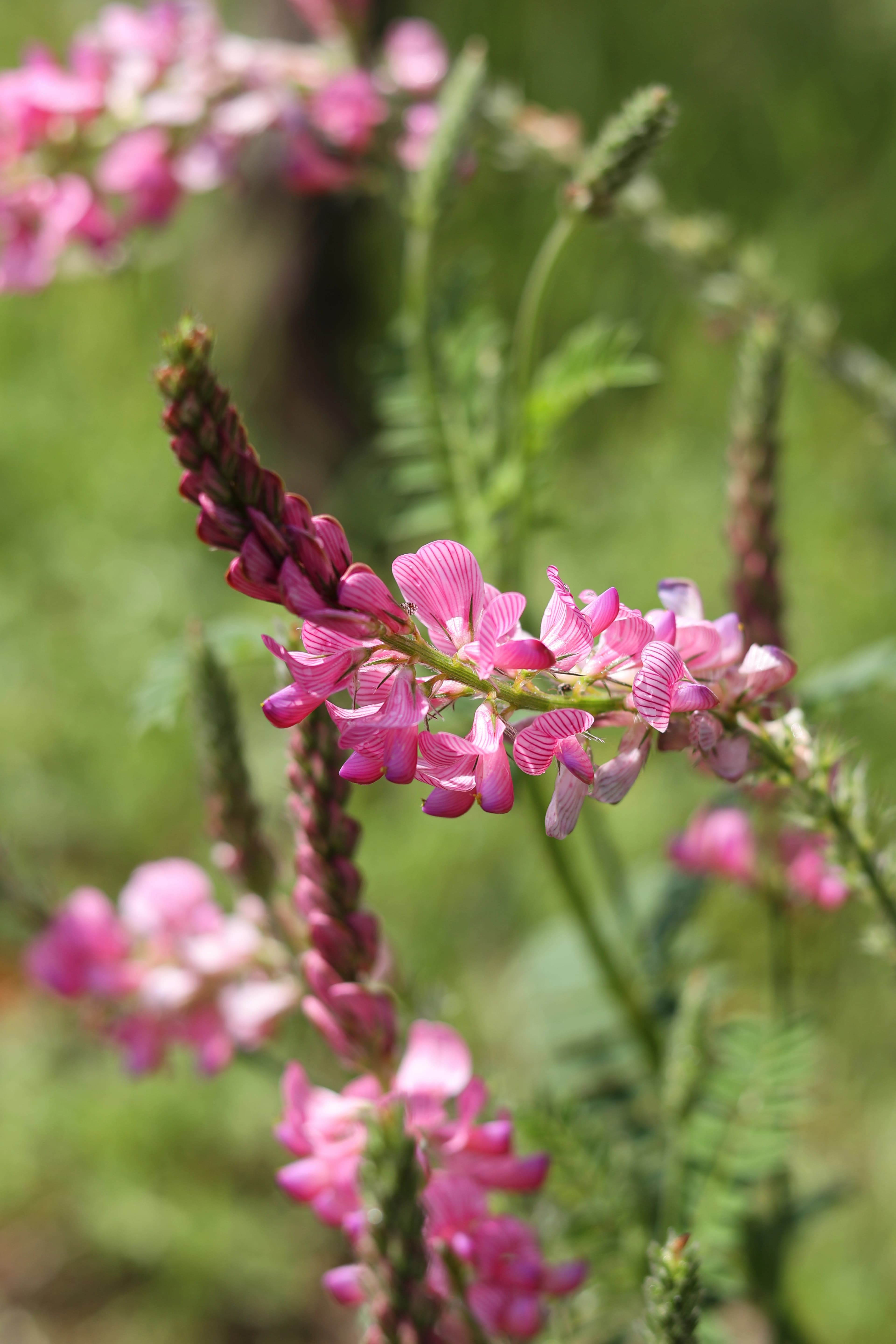 Cubierta floral