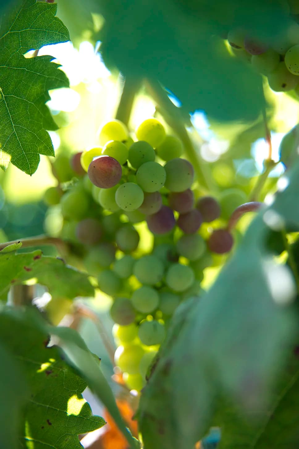 Vides en espaldera del viñedo de Otazu en Navarra