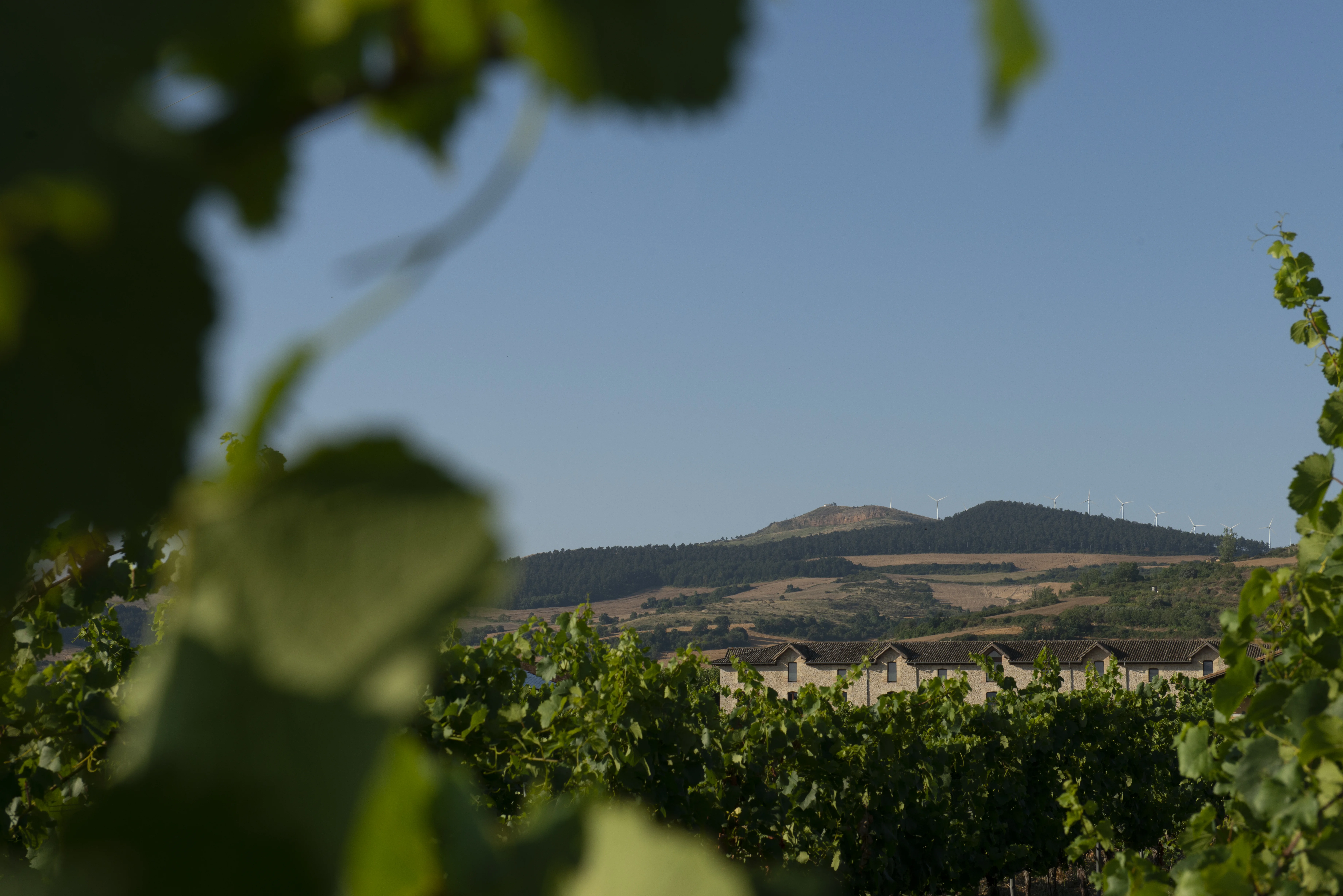 Viñedo de Pago de Otazu