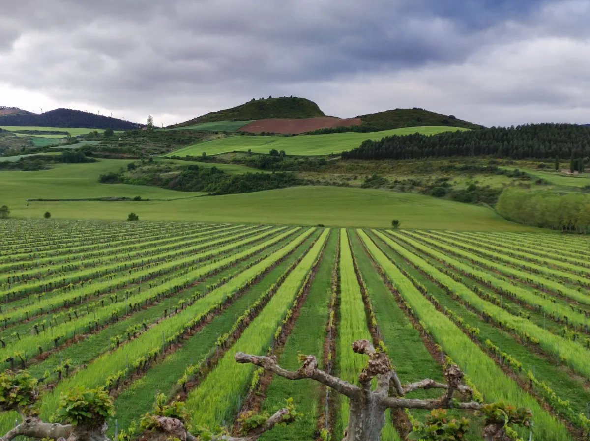 Otazu vive la vendimia con experiencias que entrelazan vino y arte