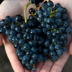 Captura de pantalla 2025-11-10 142335