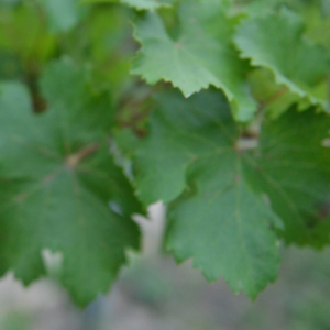 Captura de pantalla 2025-11-21 144832