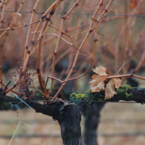 Captura de pantalla 2025-11-21 144858