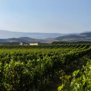 vinedo-de-otazu_1000